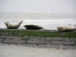 Gewone zeehond Gewone zeehond