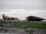 Gewone zeehond Gewone zeehond