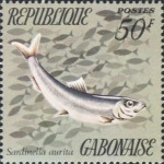 Sardinella aurita Sardinella aurita
