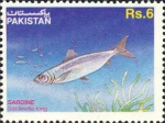 Sardinella longiceps Sardinella longiceps