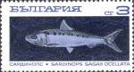 Sardinops sagax Sardinops sagax