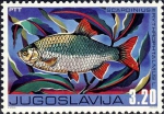 Scardinius erythrophthalmus Scardinius erythrophthalmus
