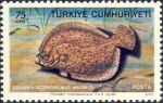 Scophthalmus maximus Scophthalmus maximus