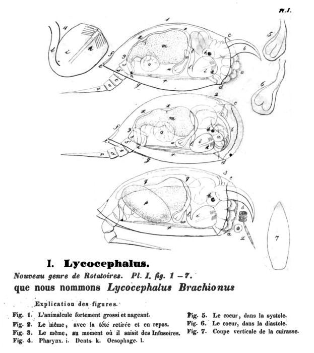 Lycocephalus brachionus - Original description image