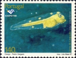 Solea senegalensis (larve) Solea senegalensis (larve)