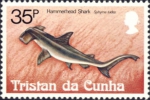 Sphyrna tudes