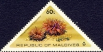 Strongylocentrotus purpuratus Strongylocentrotus purpuratus