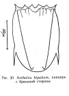 Notholca bipalium