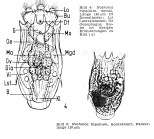 Notholca bipalium