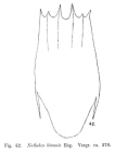 Notholca bipalium