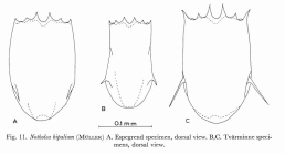 Notholca bipalium