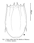 Notholca bipalium