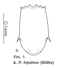Notholca bipalium