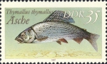 Thymallus thymallus Thymallus thymallus