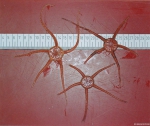 Ophiura ophiura (Linnaeus, 1758) Ophiura ophiura (Linnaeus, 1758)