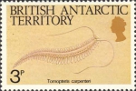 Tomopteris carpenteri Tomopteris carpenteri