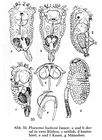 Ploesoma hudsoni