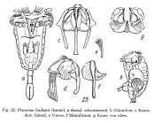 Ploesoma hudsoni