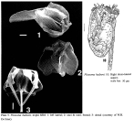 Ploesoma hudsoni
