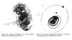 Ploesoma hudsoni