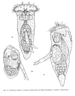 Ploesoma hudsoni
