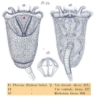 Ploesoma hudsoni