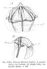Ploesoma hudsoni