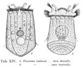 Ploesoma hudsoni