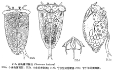 Ploesoma hudsoni