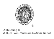 Ploesoma hudsoni