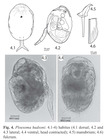 Ploesoma hudsoni