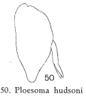 Ploesoma hudsoni