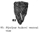Ploesoma hudsoni