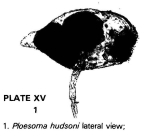Ploesoma hudsoni