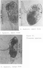 Ploesoma hudsoni