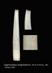 Sagamicadulus elegantissimus Sagamicadulus elegantissimus