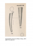 Compressidens brevicornu (Pilsbry & Sharp, 1897) Compressidens brevicornu (Pilsbry & Sharp, 1897)