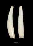 Mollusca (molluscs)