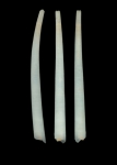 Fustiaria crosnieri Nicklès, 1979 Fustiaria crosnieri Nicklès, 1979