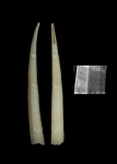 Heteroschismoides antipodes Scarabino & Caetano, 2008 Heteroschismoides antipodes Scarabino & Caetano, 2008