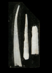 Scaphopoda