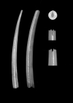 Fustiaria liodon (Pilsbry & Sharp, 1897 Fustiaria liodon (Pilsbry & Sharp, 1897