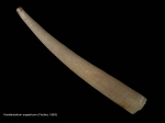 Scaphopoda