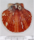 Aequipecten opercularis (Linnaeus, 1758) 