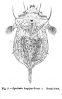 Synchaeta longipes