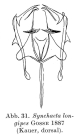 Synchaeta longipes
