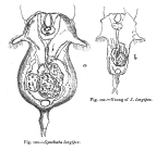 Synchaeta longipes