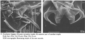 Synchaeta longipes