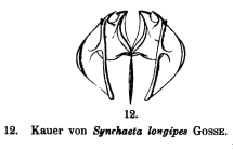 Synchaeta longipes