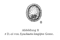 Synchaeta longipes